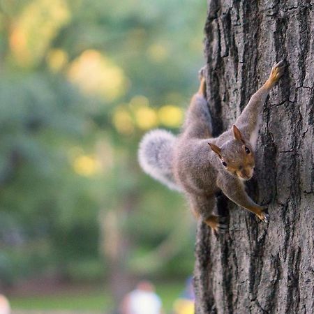 Апартаменти Borov Park 3 Велинград Екстер'єр фото